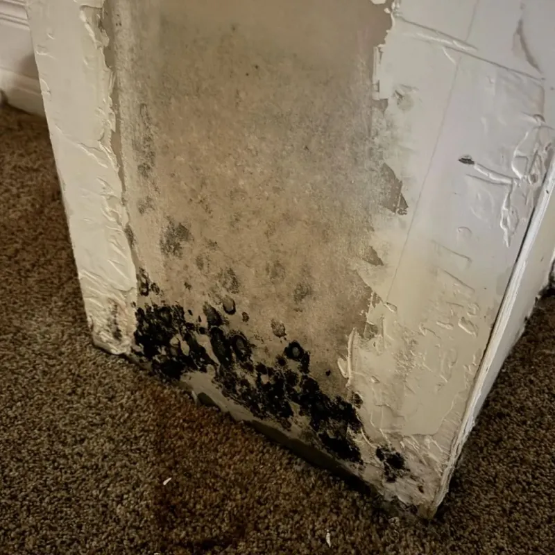 Professional Mold Removal in Bargersville, IN